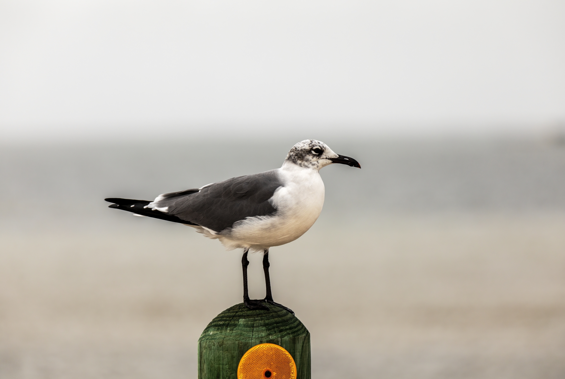 Laughing Gull, Padre Island National Seashore, Texas